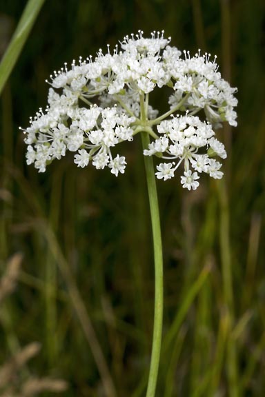 perideridia parishii ssp latifolia 3 graphic